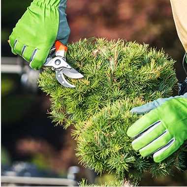 Landscaping